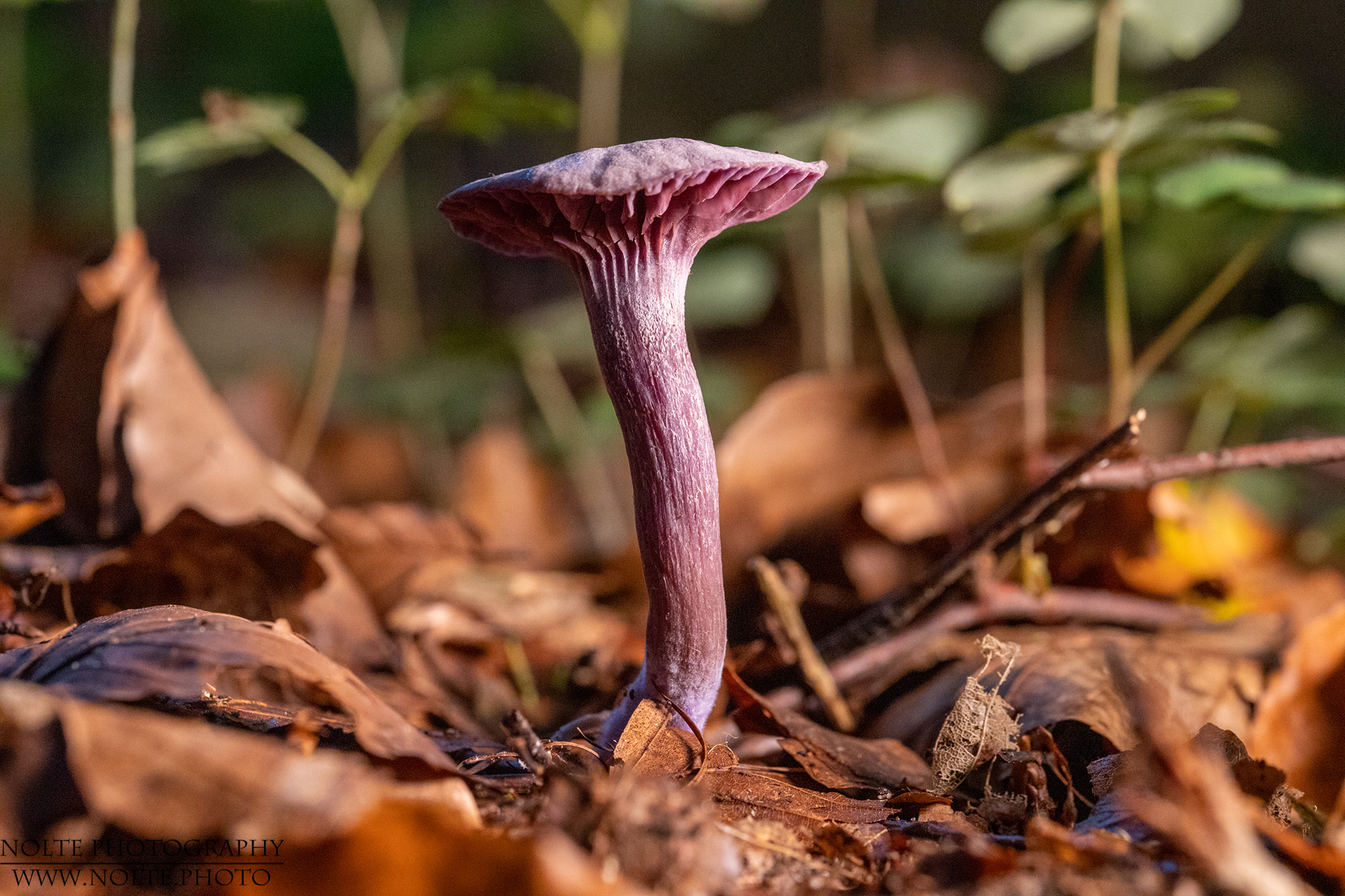 Violetter Lacktrichterling (Laccaria amethystina) im Wald